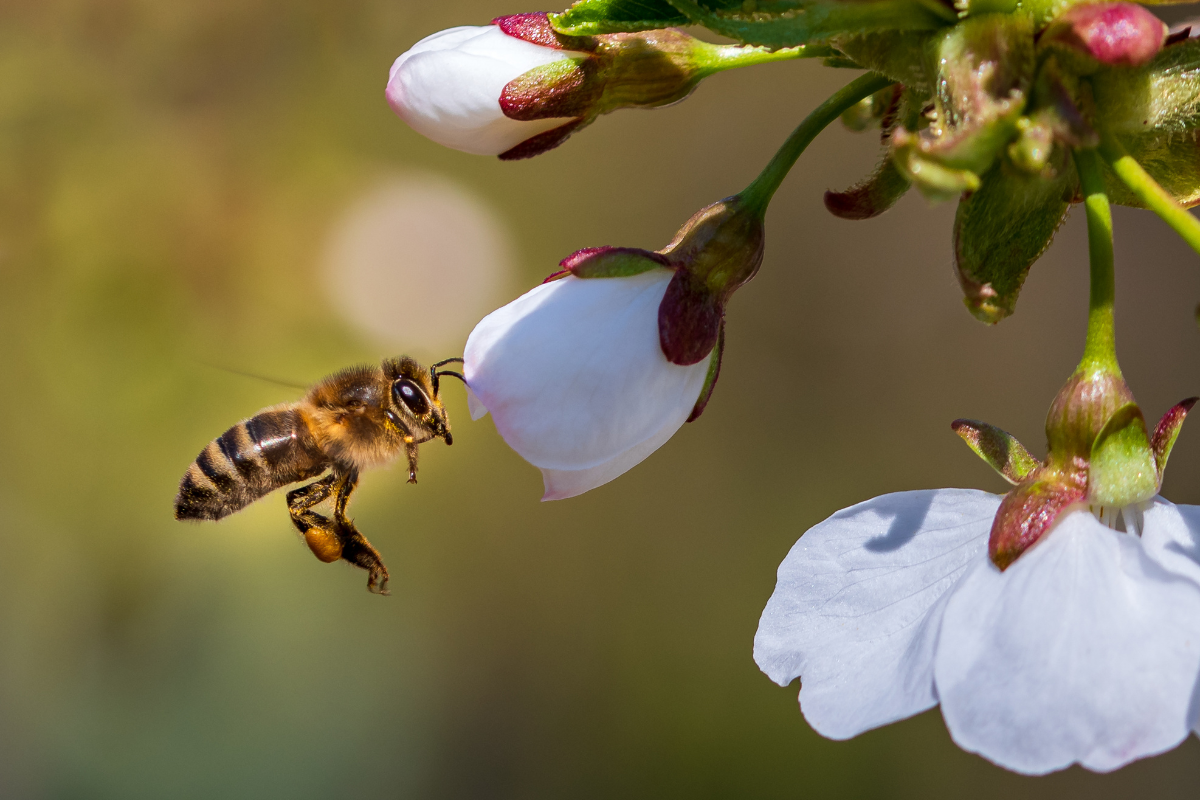 Parque Ecológico sedia 1º Encontro Poliniza Barueri neste sábado, 2/9, em Alphaville