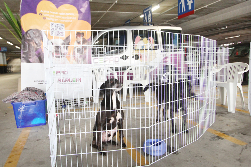 Feiras de adoção animal: Alphaville terá 4 datas em outubro