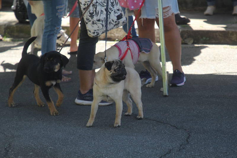 Agendamento de castração gratuita de pets em Barueri será nesta quarta-feira, dia 8