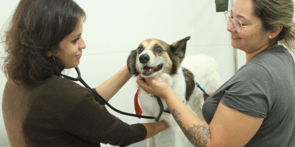 Agendamento de castração gratuita de pets em Barueri será nesta quarta-feira, dia 8