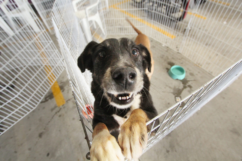 Alphaville terá 4 feiras de adoção de pets neste mês de dezembro