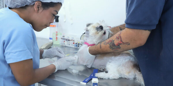 Pets: confira agenda para castração e vacinação contra raiva em Barueri