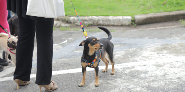 Feiras de adoção de pets retornam dia 5 de janeiro em Barueri
