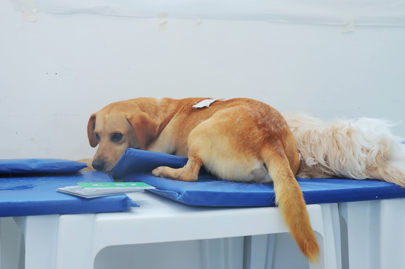 Castração gratuita de pets: Barueri abre agendamento dia 10 de janeiro