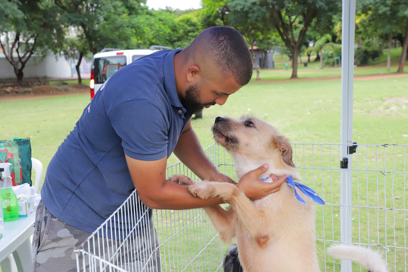 10 dicas de cuidados com os pets no verão