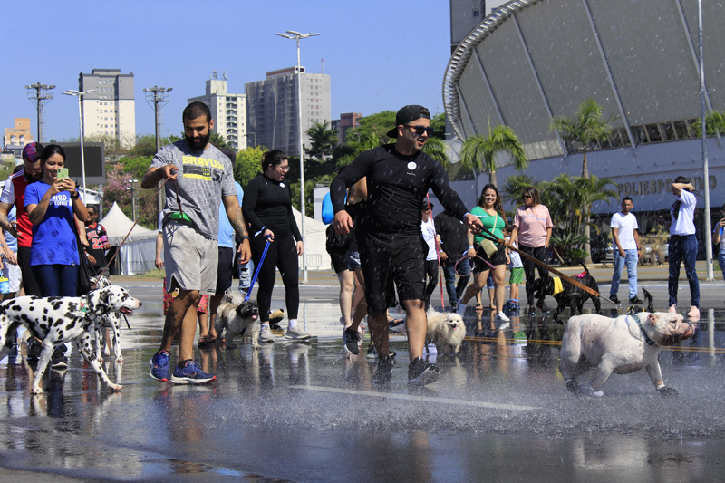 10 dicas de cuidados com os pets no verão