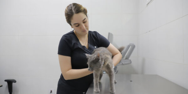 Agendamento de castração de pets de Barueri será no dia 3 de abril