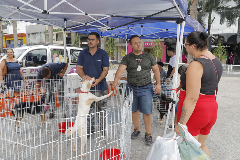 Programação das feiras de adoção de pets de Barueri começa hoje, 1º, em Alphaville