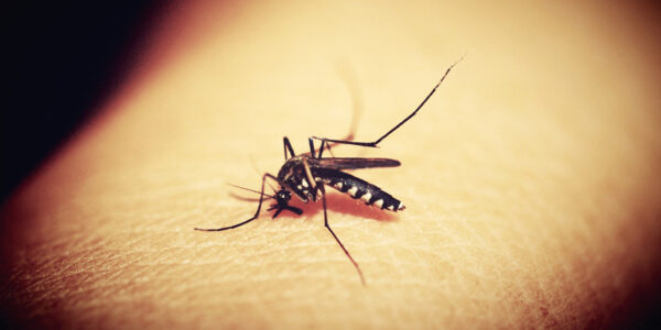 Dengue: água sanitária pode ser eficaz no combate às larvas do mosquito