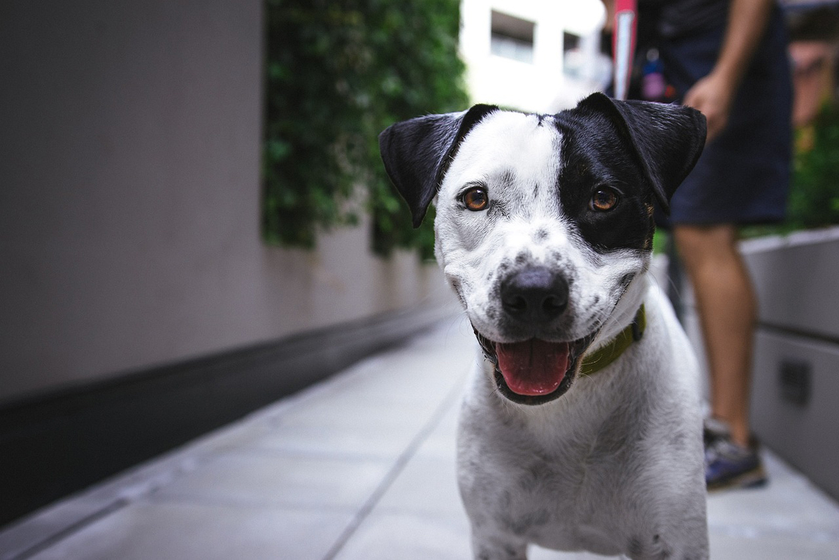 Feira de Adoção Pet do Shopping Tamboré é neste sábado, dia 15