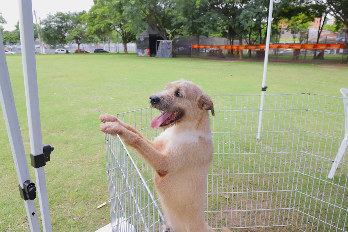 Feiras de adoção de pets: veja a programação de junho