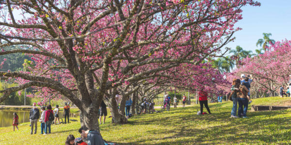 27º Festival Sakura Matsuri celebra a florada das cerejeiras em São Roque