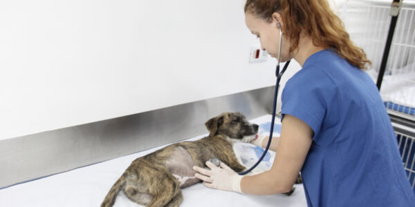 Castração de pets em Barueri: confira as datas dos próximos meses