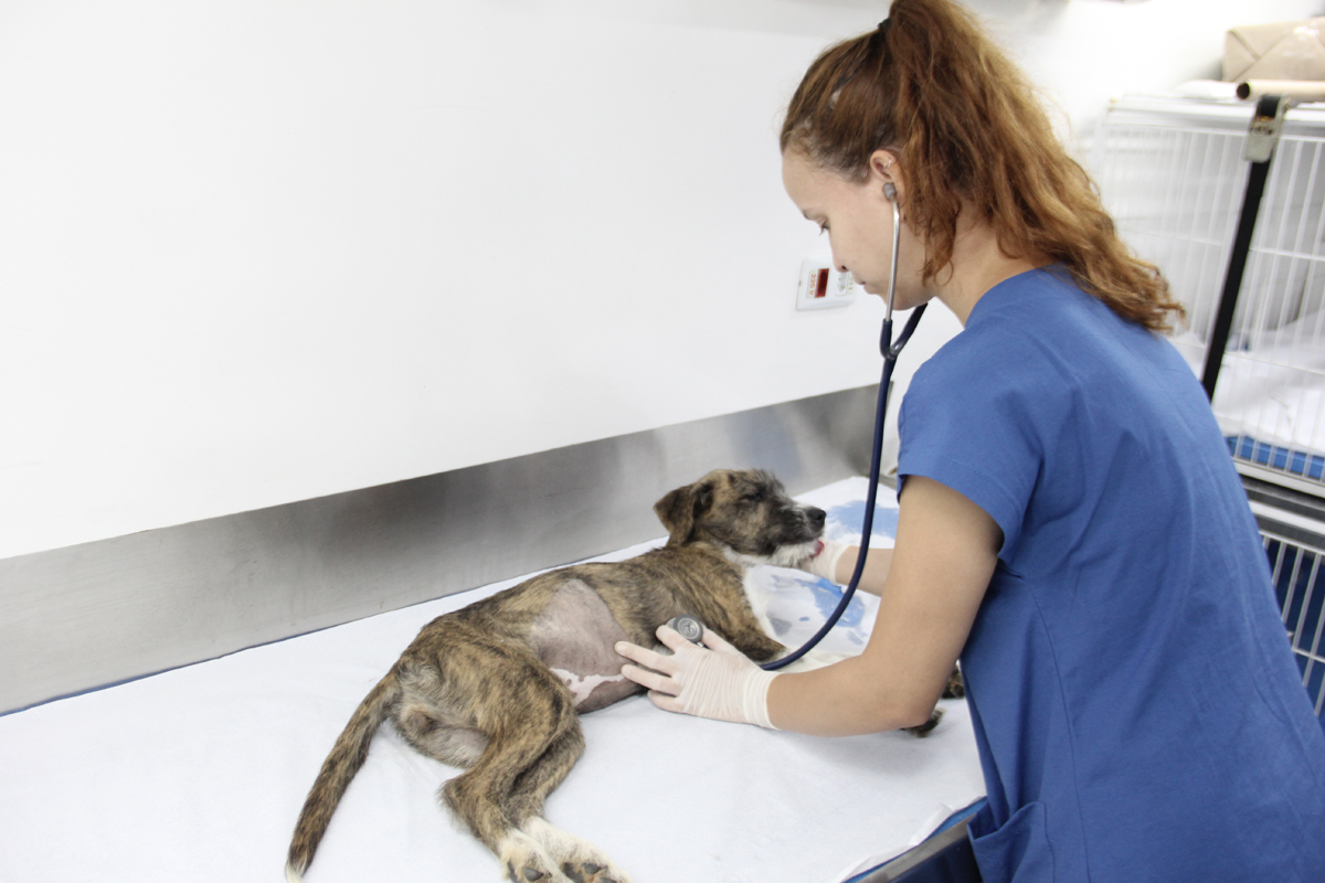 Castração de pets em Barueri: confira as datas dos próximos meses