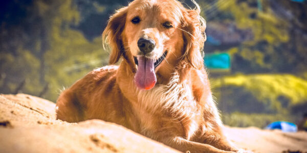 Turismo com pet: conheça mais de 50 destinos paulistas que são pet friendly