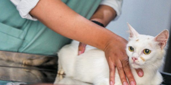 Picadas de animais peçonhentos em pets: o que fazer