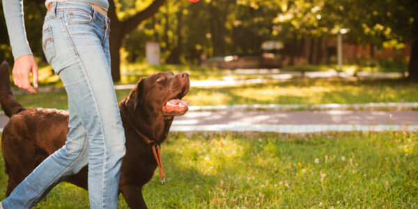 Parque Ibirapuera recebe Festival Pet neste final de semana