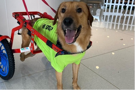 Cãodeirante promove adoção de pets com deficiência em Alphaville