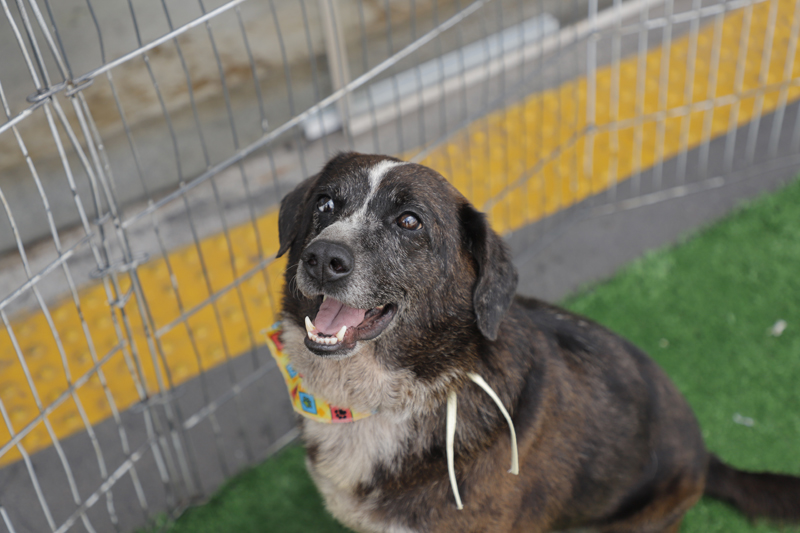 Feiras de adoção de pets em Barueri: programação de setembro