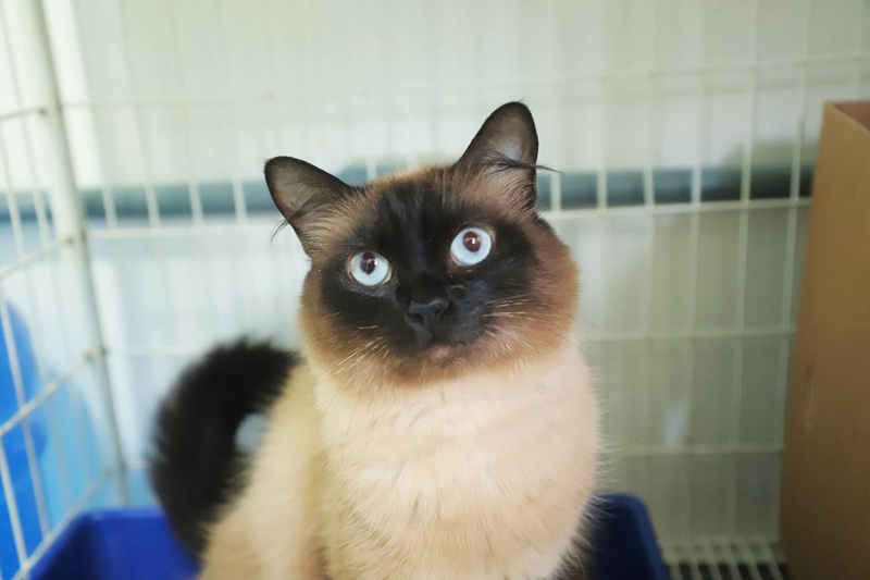 Feiras de adoção de pets encerram programação de 2025