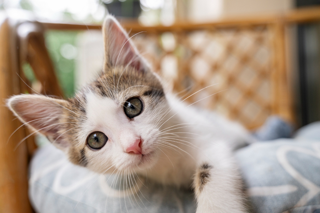 SP aprova lei que permite enterrar pets em jazigos familiares