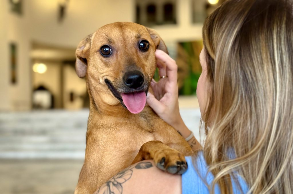 SP aprova lei que permite enterrar pets em jazigos familiares