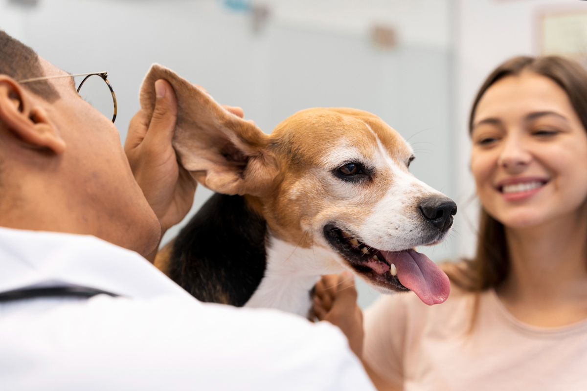 Despesas com saúde de pets poderão ser deduzidas no imposto de renda