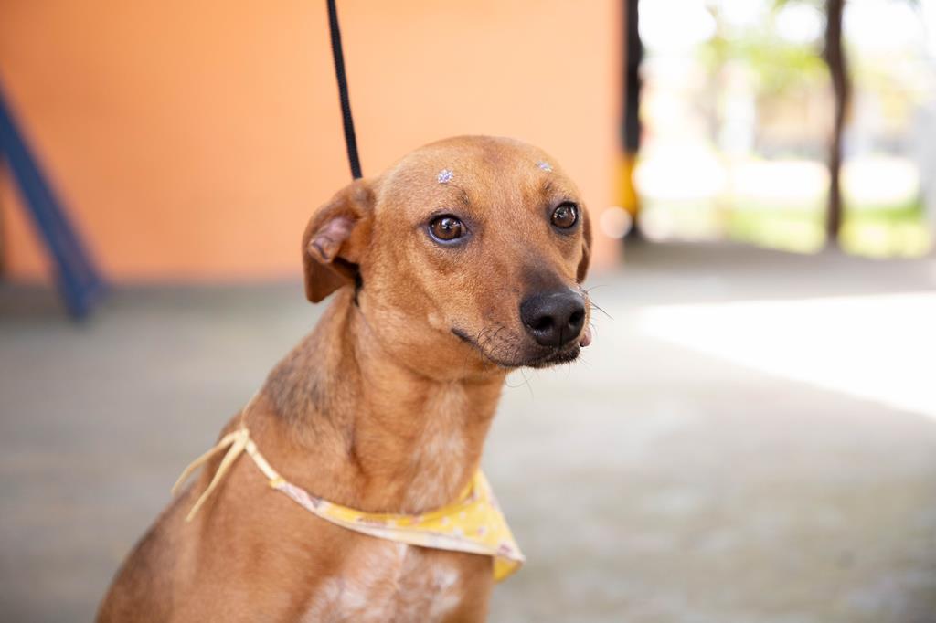Feiras de adoção de pets de abril começam no dia 1º em Barueri