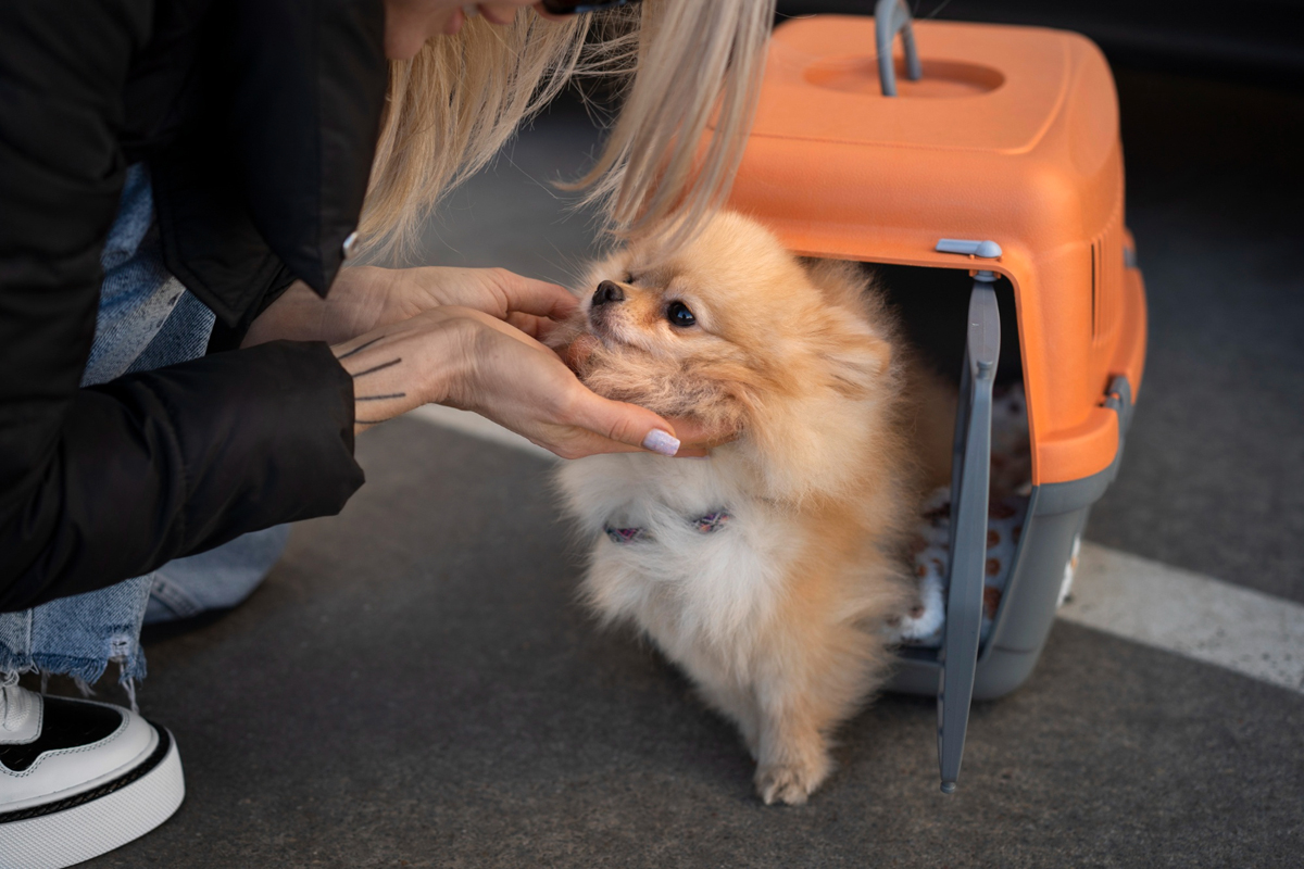 Pets precisam de passaporte para viajar de avião no Brasil?
