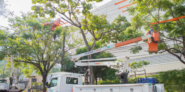 Barueri e Enel iniciam projeto “Árvore Mais Segura”