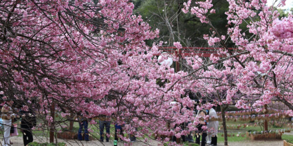 55ª Festa da Cerejeira em Flor começa em julho em Campos do Jordão