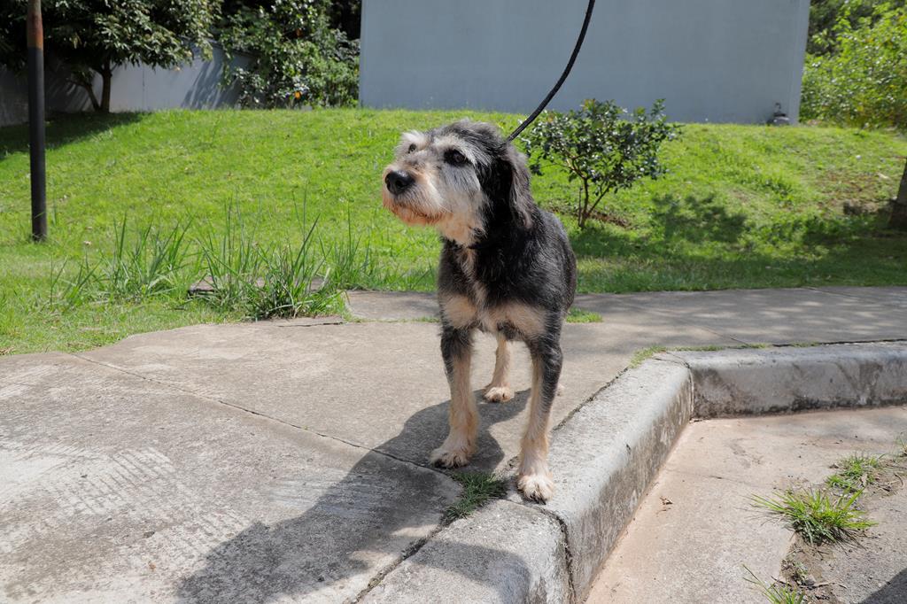 Em julho, Barueri promove 23 feiras para adoção de pets
