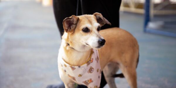 Feiras de adoção de pets começam no dia 3, em Barueri