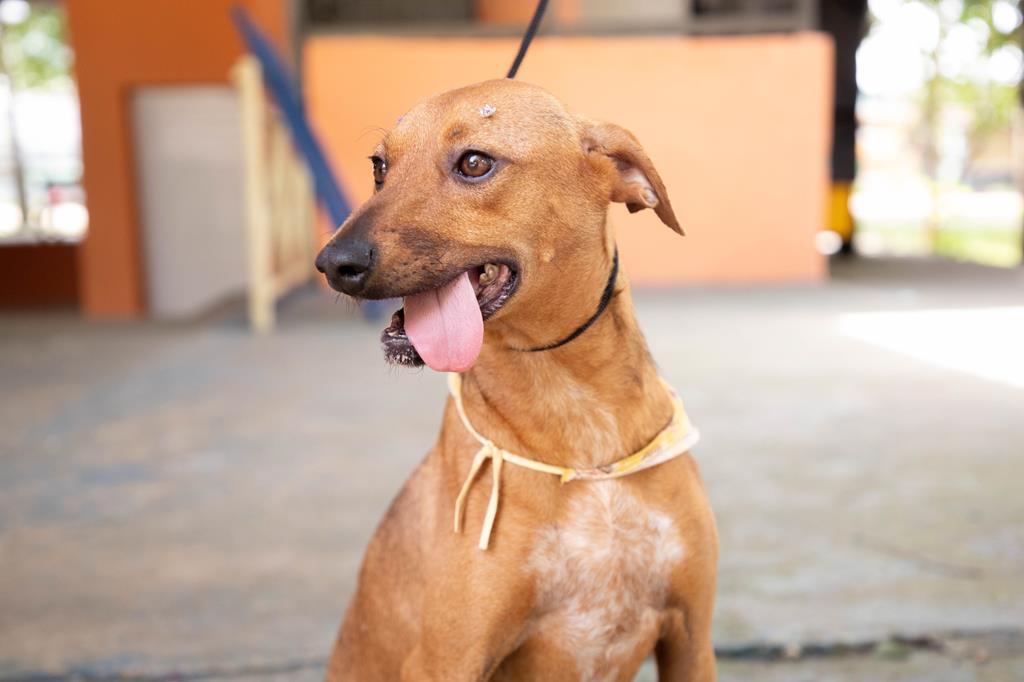 Agosto terá feiras de adoção de pets em Barueri e região