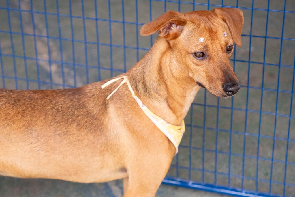 Agosto terá feiras de adoção de pets em Barueri e região