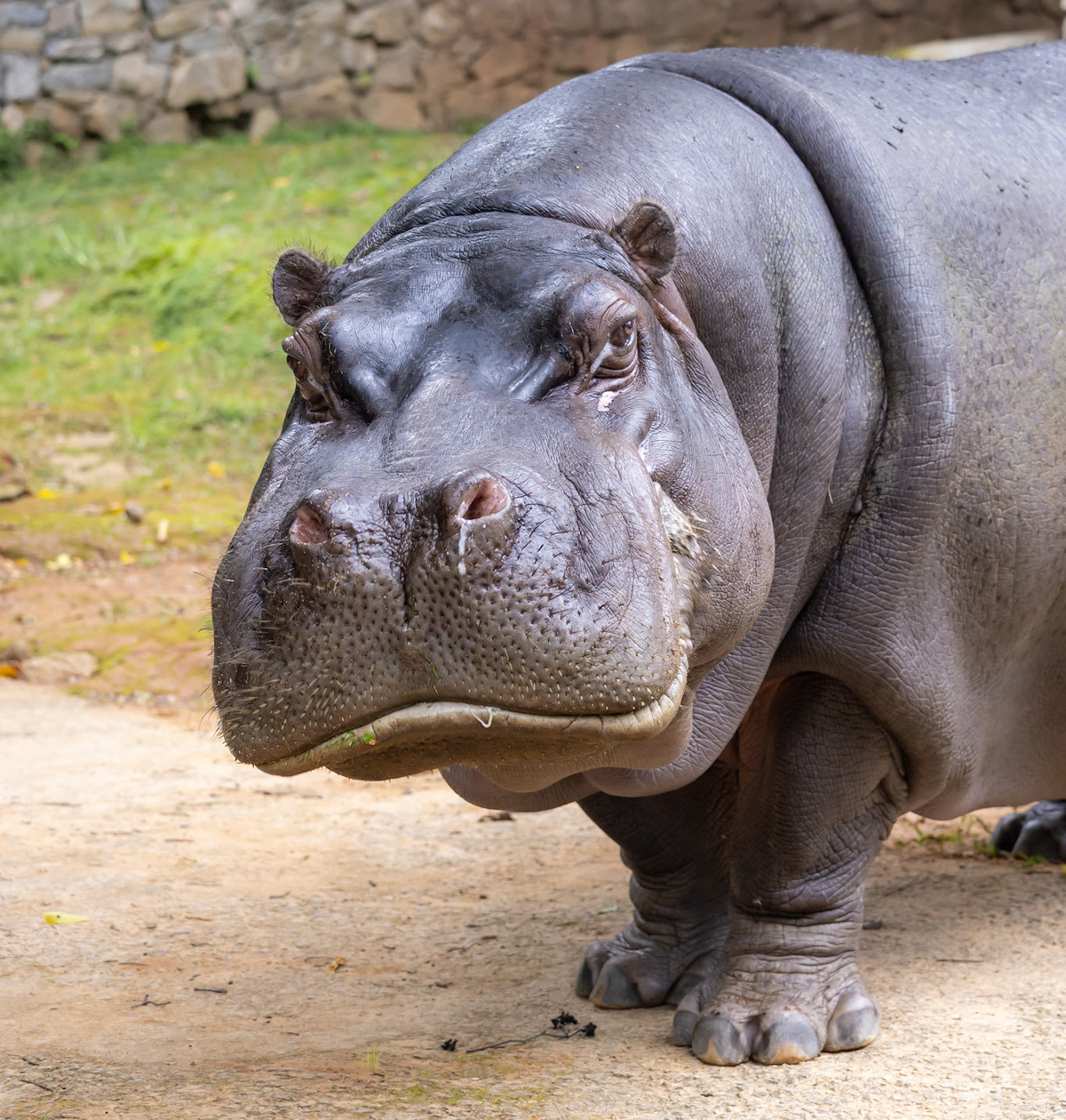 Roteiro de férias: Zoo São Paulo, Simba Safari e Jardim Botânico
