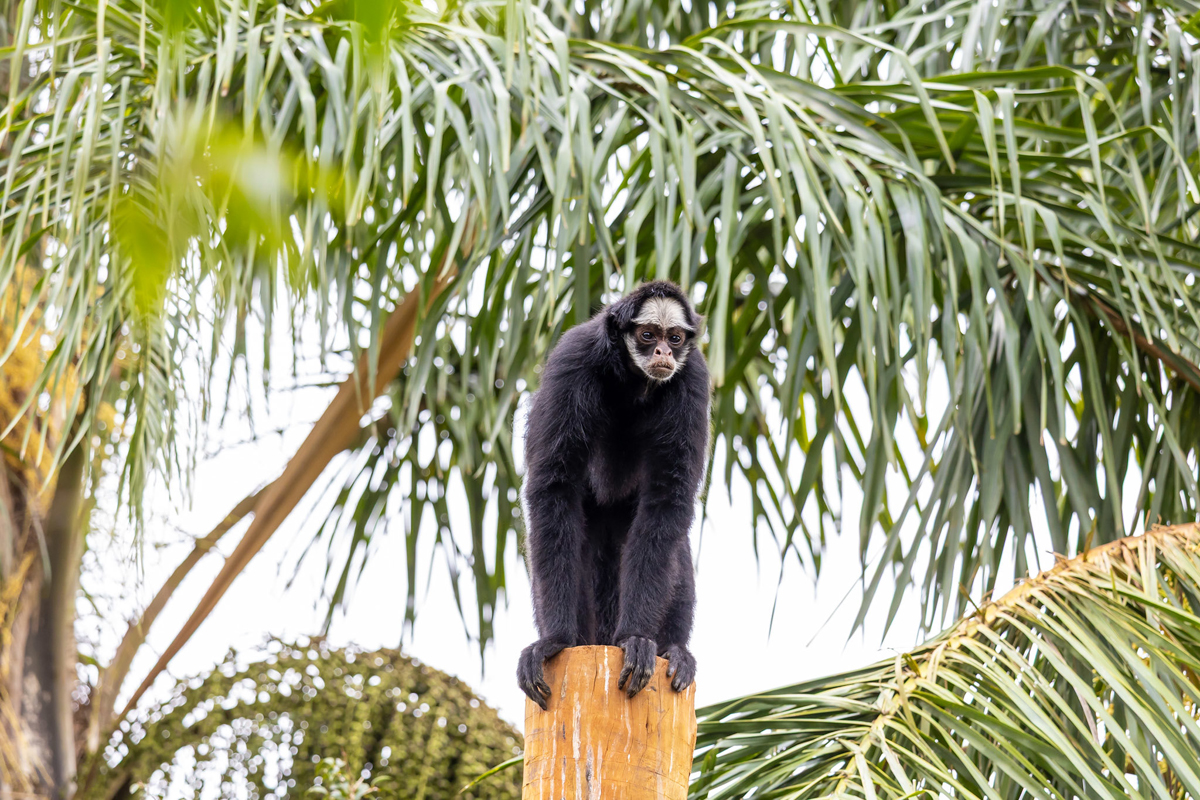 Roteiro de férias: Zoo São Paulo, Simba Safari e Jardim Botânico